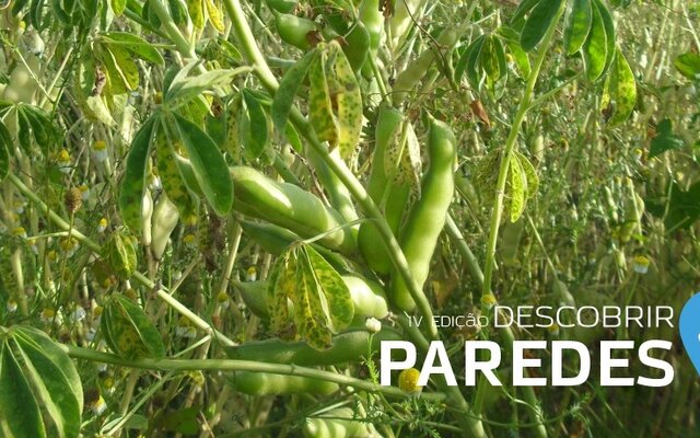 descobrir_paredes