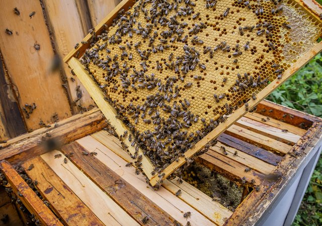 closeup_shot_of_a_beekeeper_holding_a_honeycombs_frame_with_many_bees_making_honey