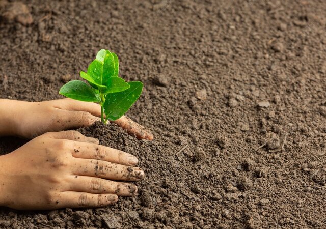 hand_planting_seedlings_ground_1150_48101