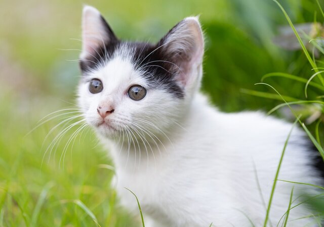 little_cat_sitting_grass_1150_17020