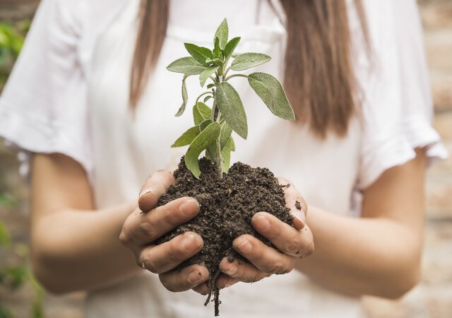 close_up_female_gardener_s_hand_holding_seedling