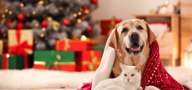 animal_a_salvo_no_natal_1_1024_2500