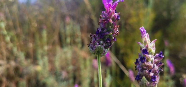 capa_copiar_1_1024_2500