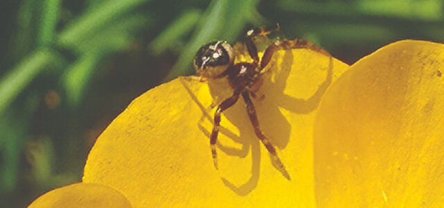 boletim_ambiente__1_