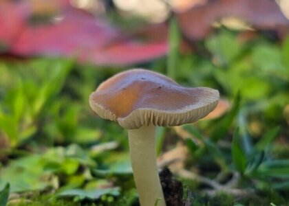 boletim_ambiente_1_1024_2500