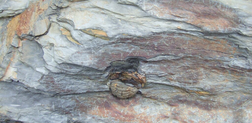 Trilobite 1 1024 500