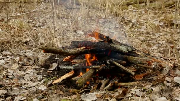 depositphotos_71647627_stock_video_bonfire_in_the_forest