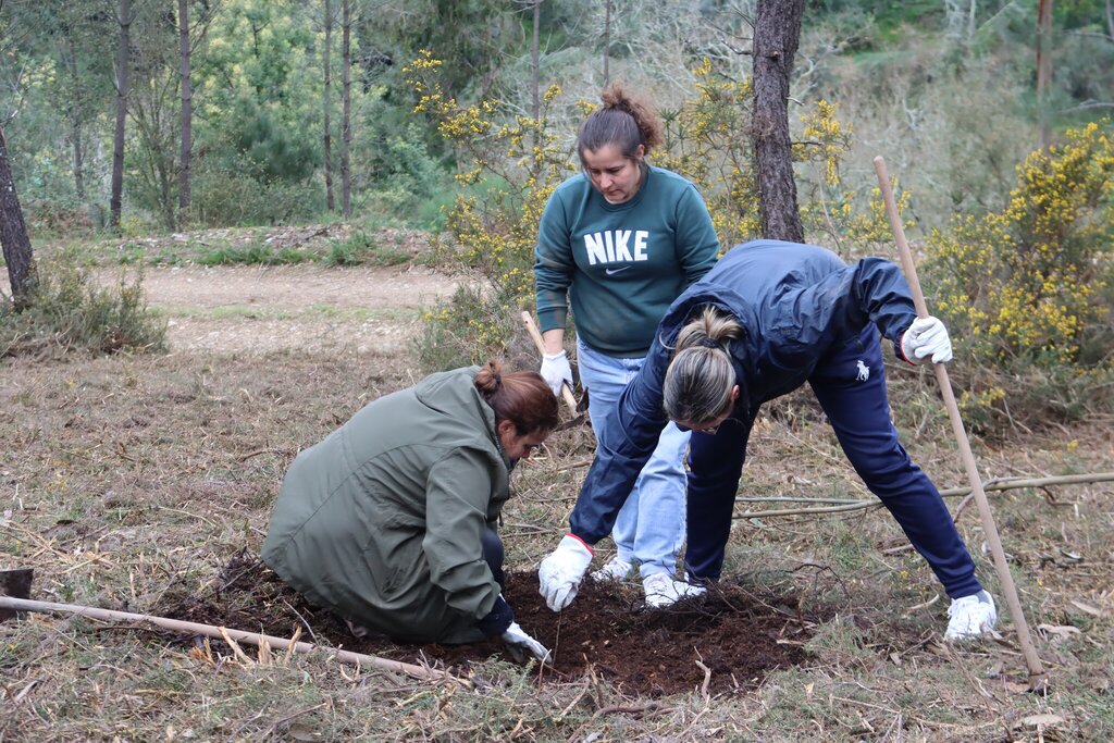 plantacao_ctt_e_quercus__2_