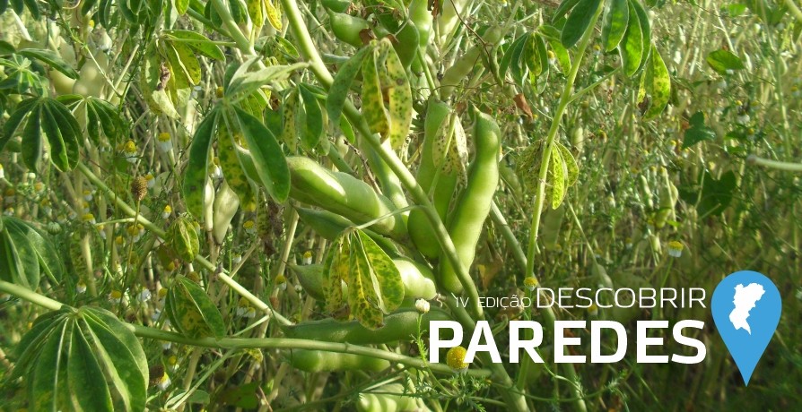 Descobrir Paredes - Rota do Tremoço