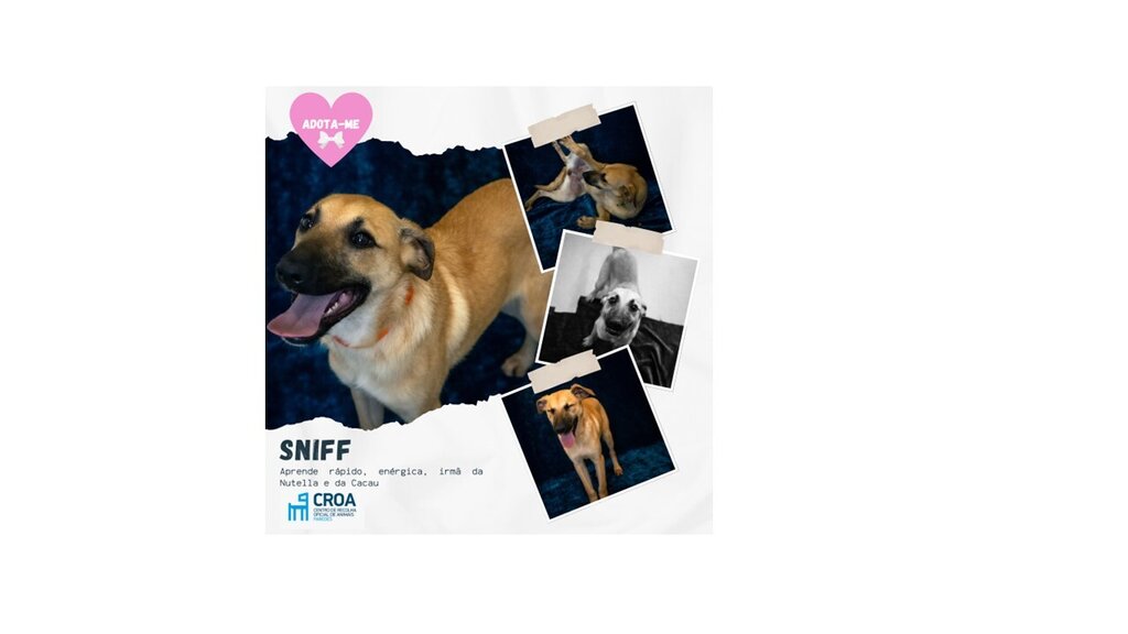 Sniff - 632/2024
