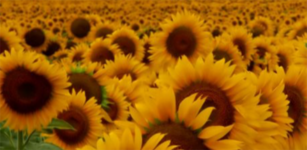 "O Espantalho Teso", pelo G.C.R. de Lordelo "Os Expansivos"