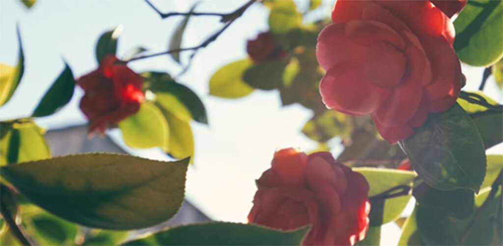 Primavera Festival da Flor - Cancelado