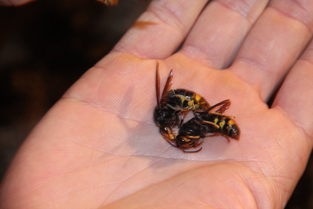 Paredes destruiu 437 ninhos de vespa asiática entre janeiro e outubro