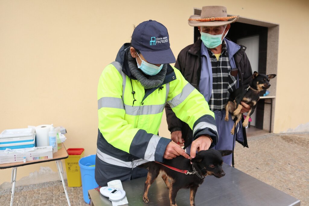 Paredes com campanha de vacinação e identificação eletrónica dos animais até 21 de novembro