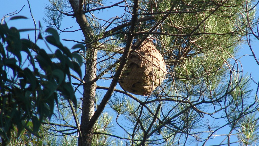 Proteção Civil de Paredes resolveu mais de 878 ninhos de vespa asiática em três anos