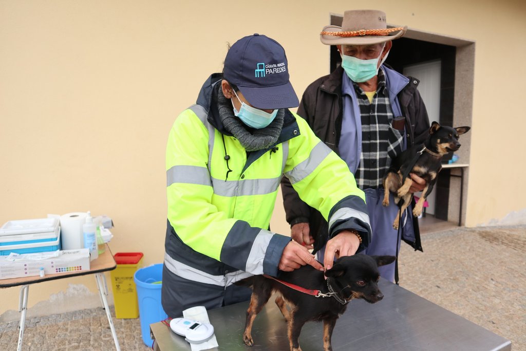 Paredes com campanha de vacinação e identificação eletrónica dos animais de 15 de abril a 12 de j...