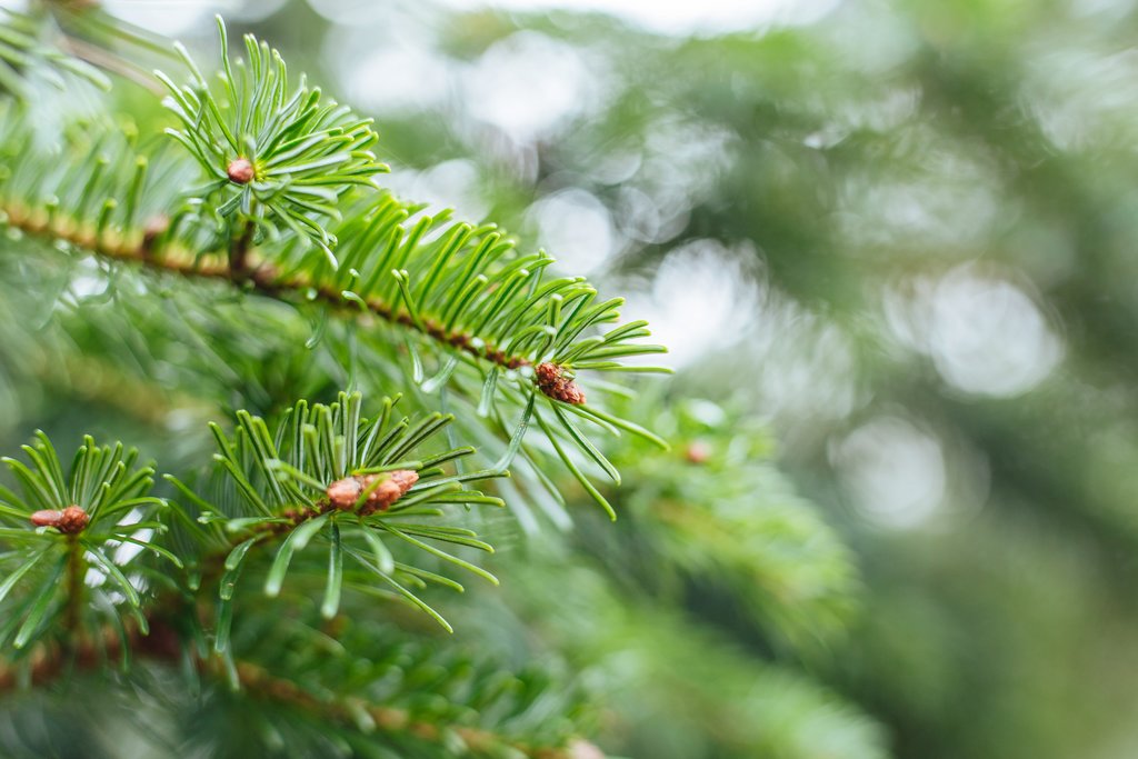 Município de Paredes promove recolha de árvores de Natal naturais 