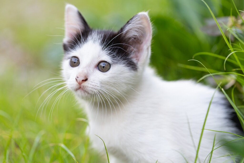 Informação | Início da Obrigatoriedade de Colocação de Microchip e Registo de Gatos