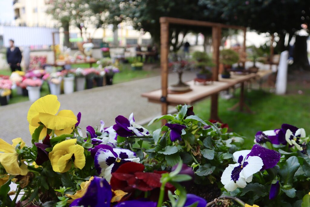 Fim de Semana florido em Paredes com Desfiles, Mercado, Passeios de Charrete e Concertos