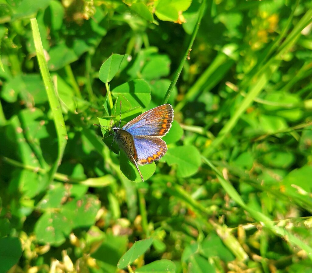 BOLETIM PAREDES AMBIENTE // EDIÇÃO N. 35 (ABRIL 2023)