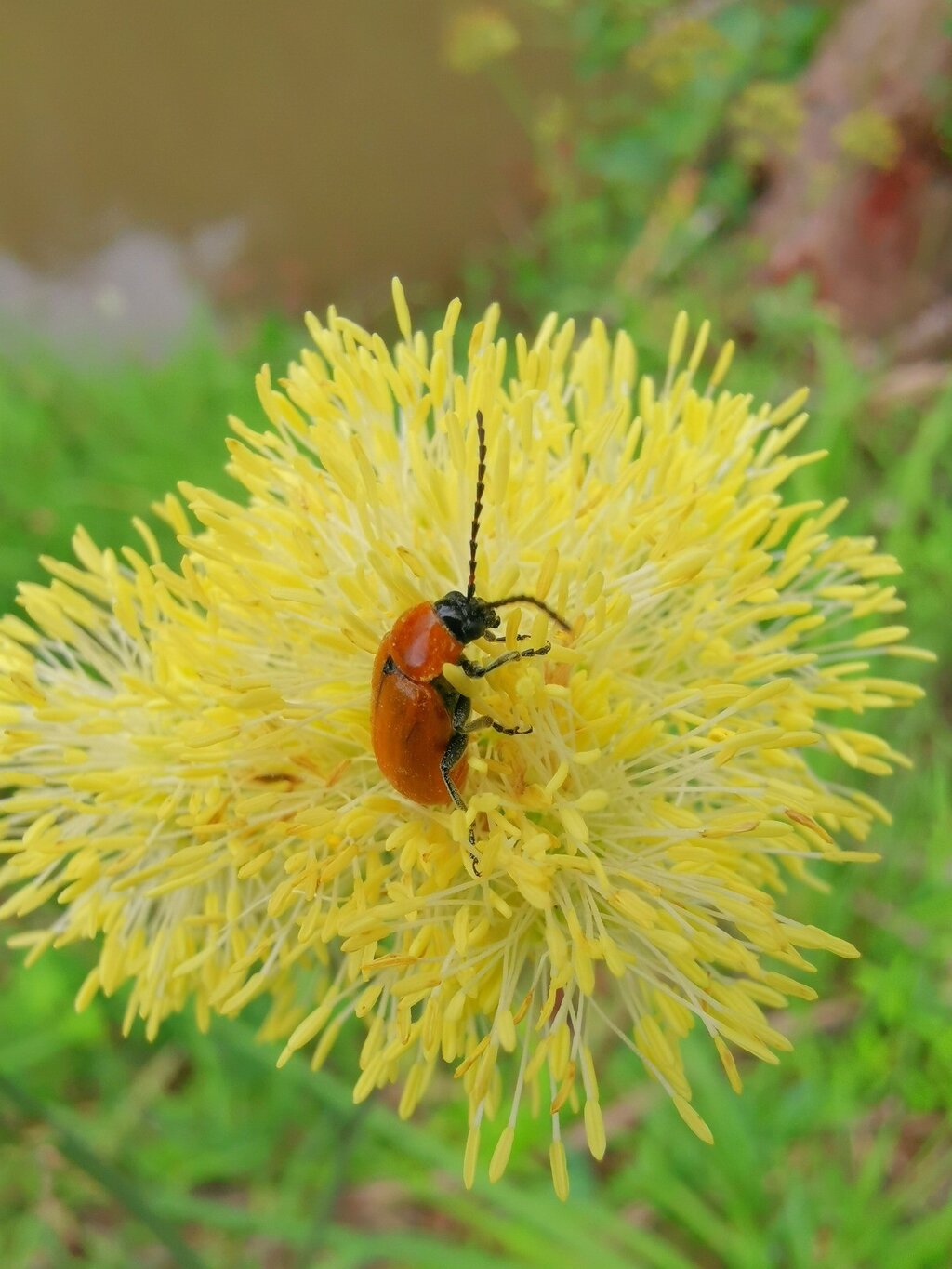 BOLETIM PAREDES AMBIENTE // EDIÇÃO N. 38 (JULHO 2023)