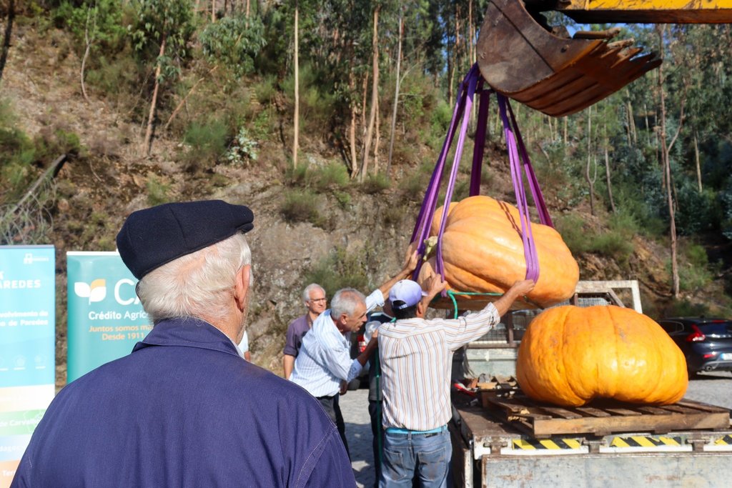 Hortícolas gigantes em Paredes de 8 a 10 de setembro no concurso "Maior da Minha Aldeia"