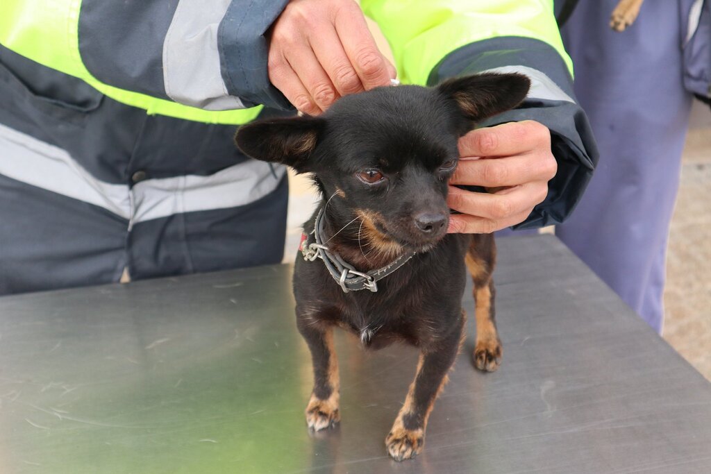 Paredes inicia campanha de vacinação animal e identificação eletrónica por todo o Concelho
