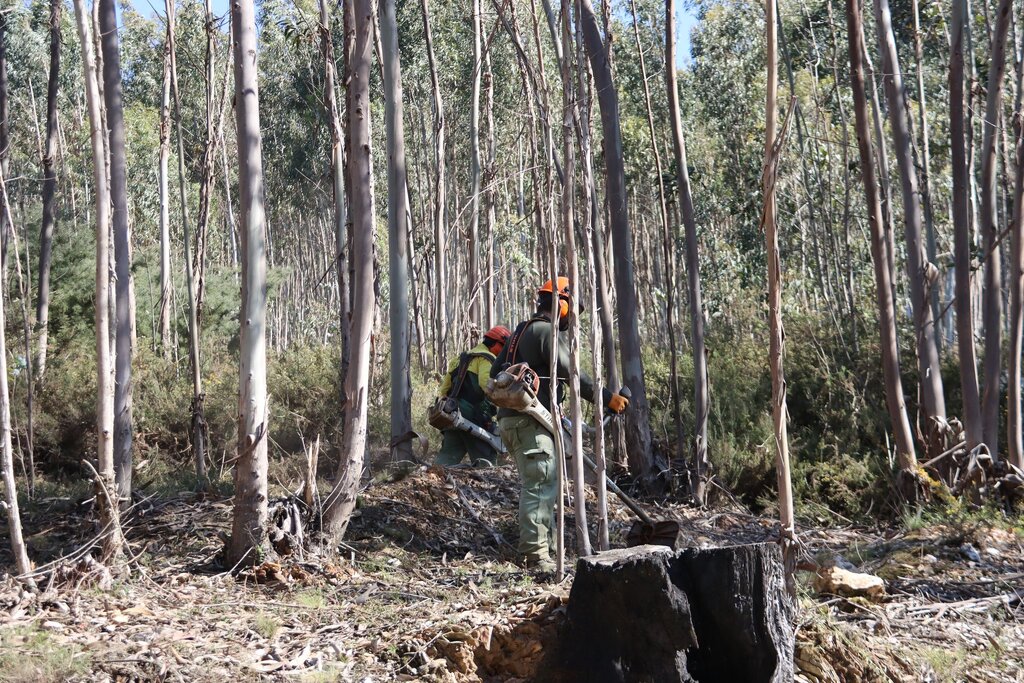Município de Paredes alerta para limpeza de terrenos até 31 de maio