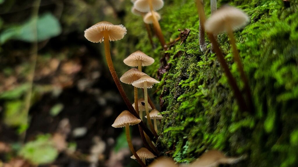 BOLETIM PAREDES AMBIENTE // EDIÇÃO N. 52