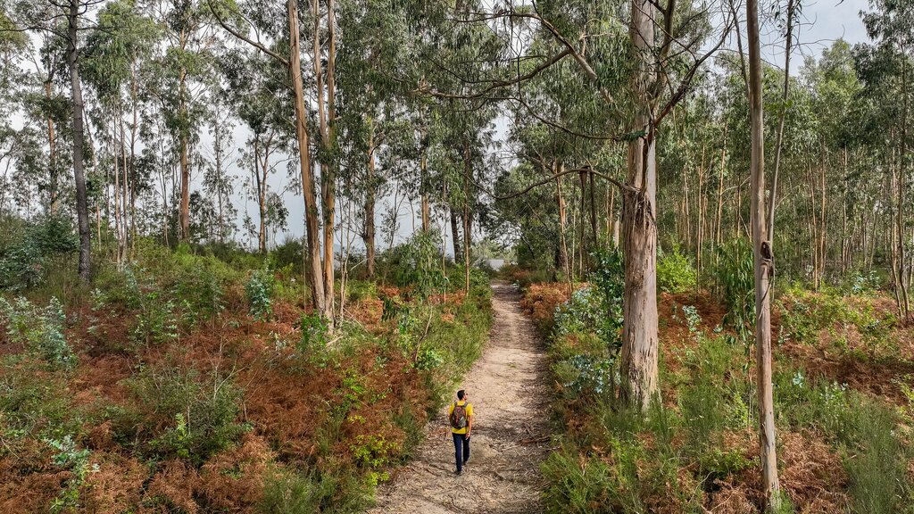 "Descobrir Paredes" apresenta em março 30,2 km de trilhos pedestres homologados e sinalizados