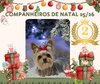 Companheiros de Natal 2&ordm; pr&eacute;mio 2025