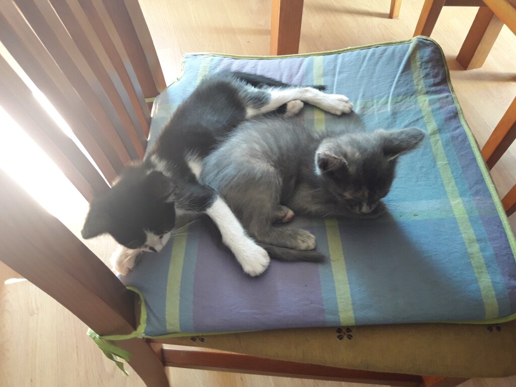 Gatinhos botafogo 3 1 1024 2500